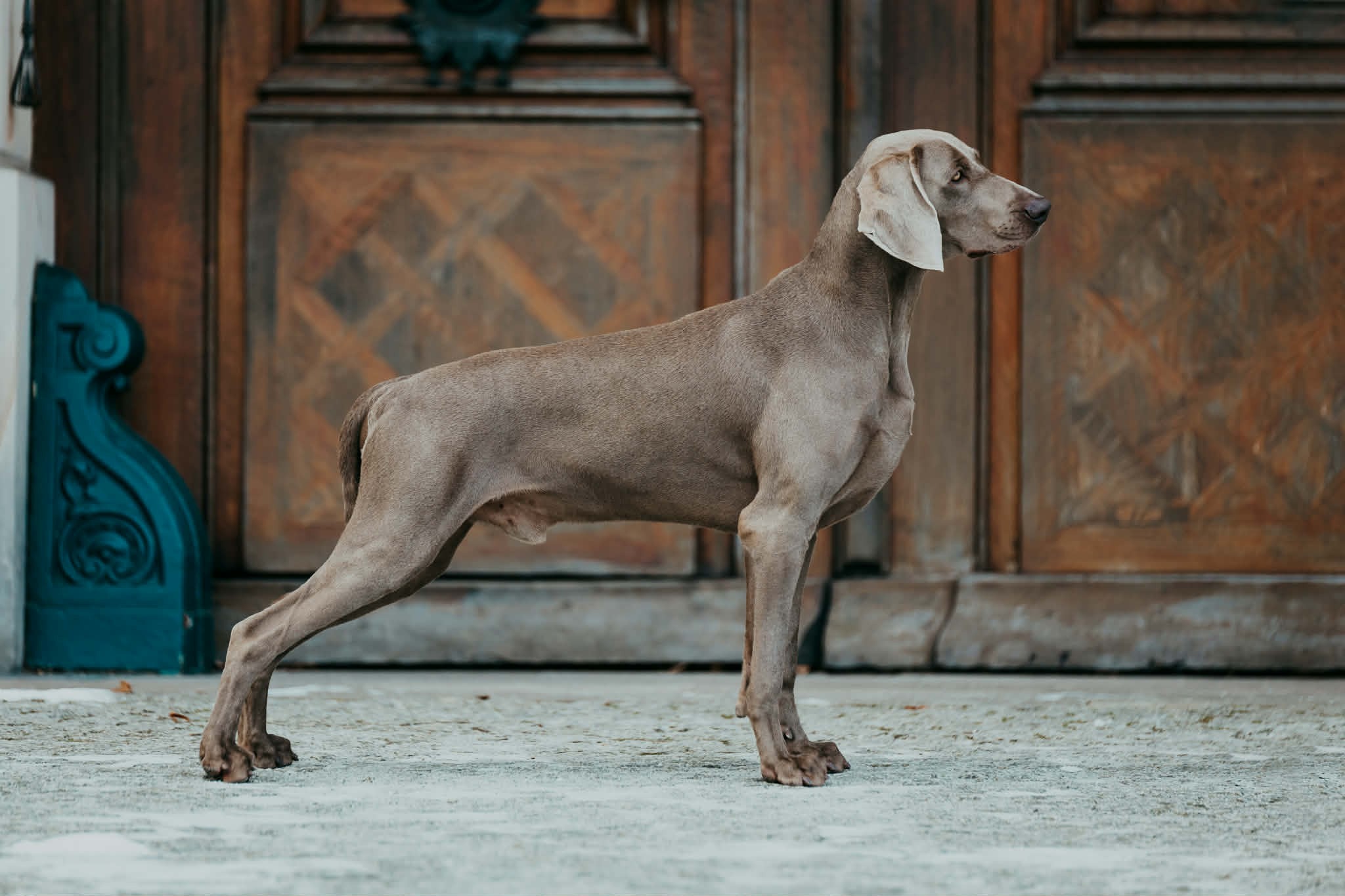 AN GREY EXCELLIUM’S MY BEST MAN - Diego