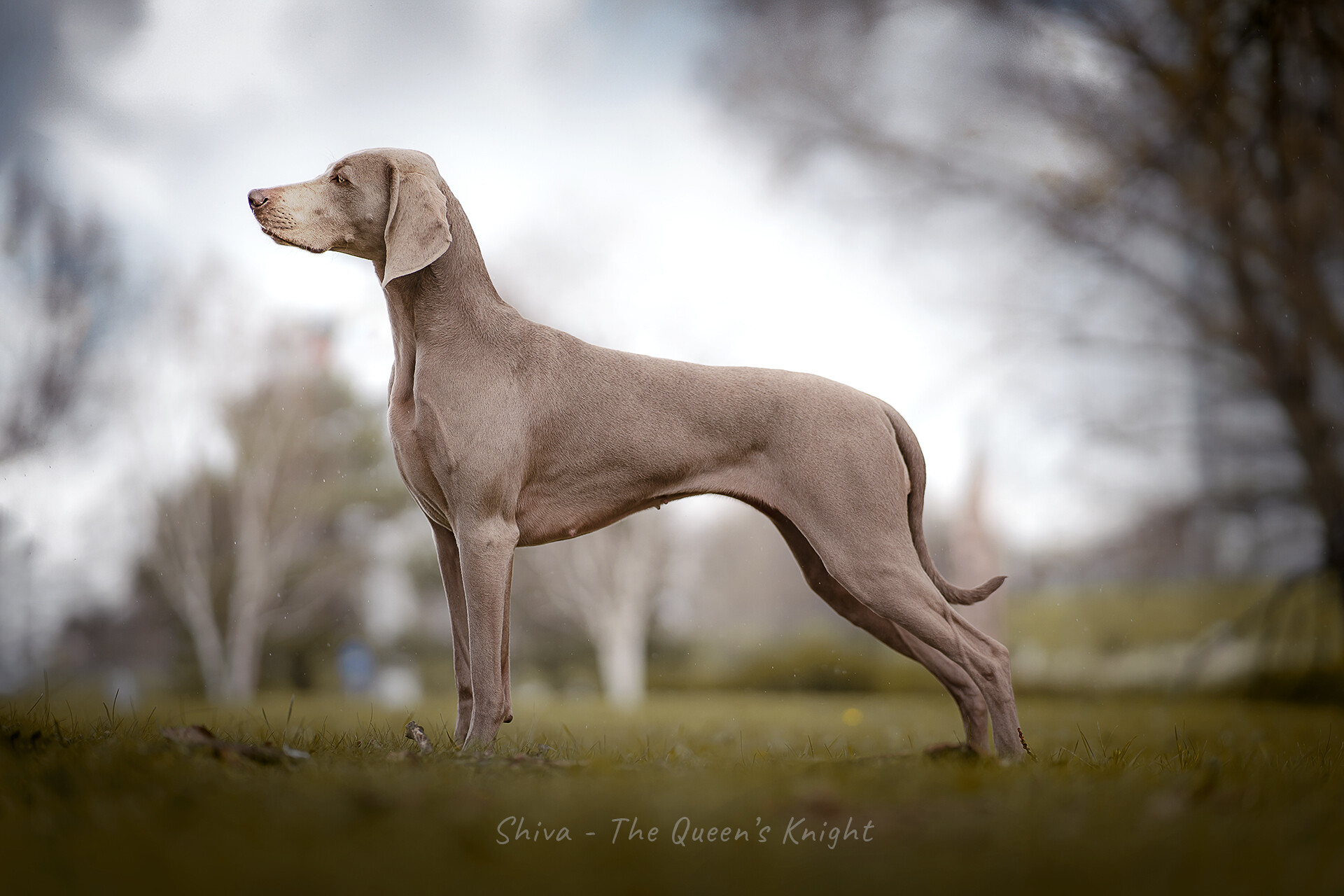 SOUTH DOG’S CARTEL DESIREE - Dezi